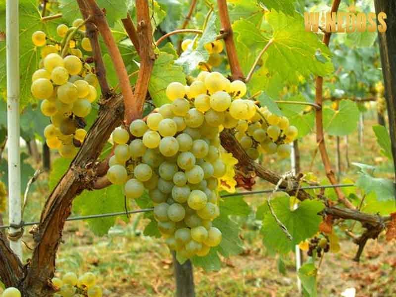 nho-chardonnay-2